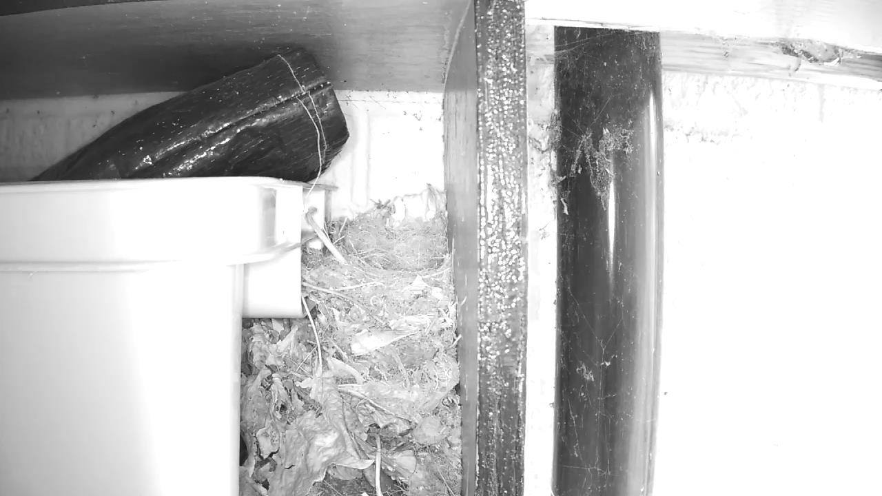 Robin Nest 2016-05-22 13-07-31.801