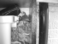 Robin Nest 2016-04-15 10-53-34.312