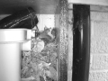 Robin Nest 2016-04-15 11-23-23.722