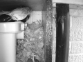 Robin Nest 2016-04-18 10-35-16.890