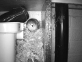 Robin Nest 2016-04-25 05-12-29.315