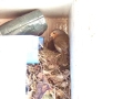 Robin Nest 2016-05-13 17-20-44.053