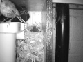 Robin Nest 2016-05-15 04-41-39.764