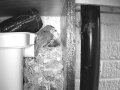 Robin Nest 2016-05-15 06-07-29.560